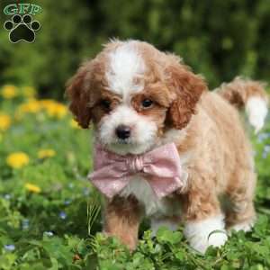Bambi, Cavapoo Puppy